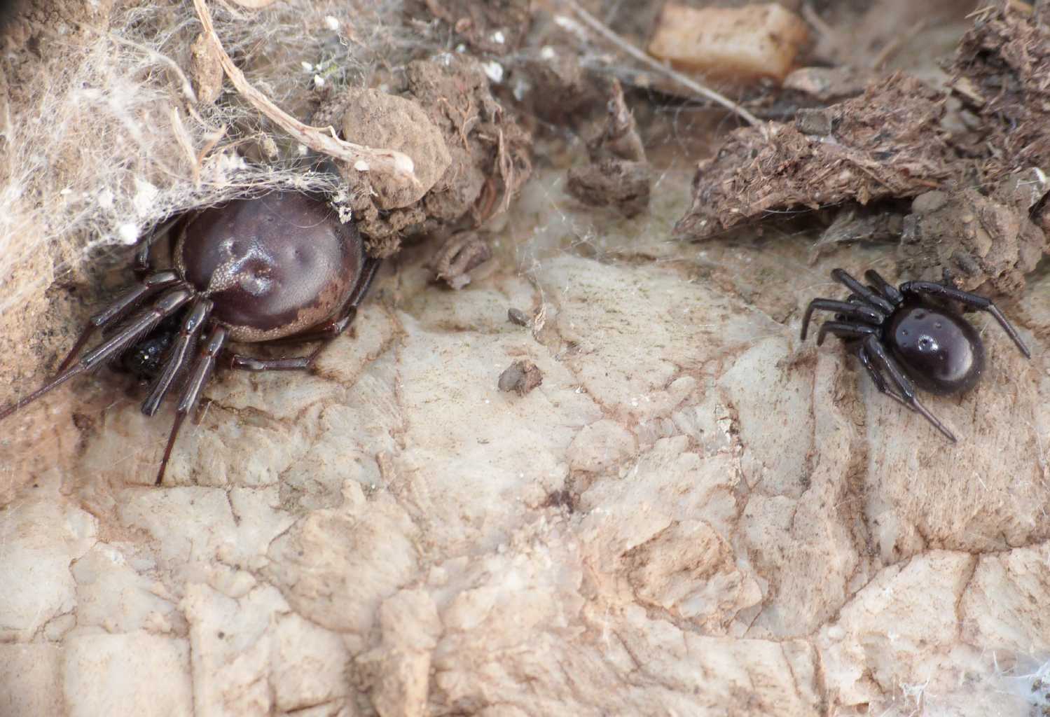 Strana coppia: Latrodectus e S.nobilis - Santa Severa (RM)